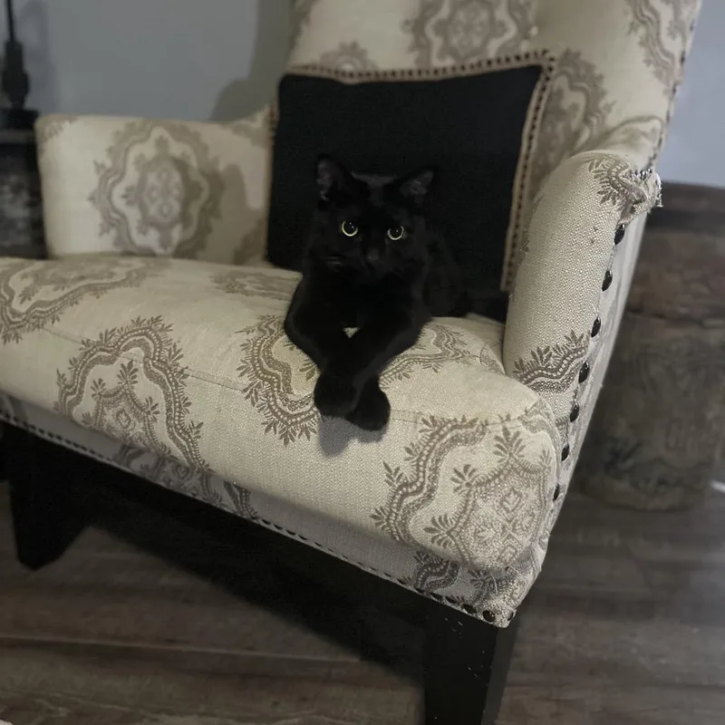 An adult medium-sized female Black Domestic Short Hair cat named Waverly for adoption in Greenfield, IN