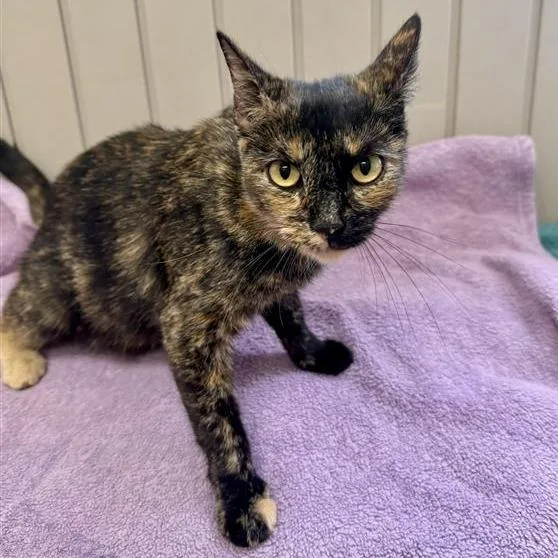 An adult medium-sized female Tortoiseshell Domestic Short Hair cat named Kylie for adoption in Hawthorne, CA
