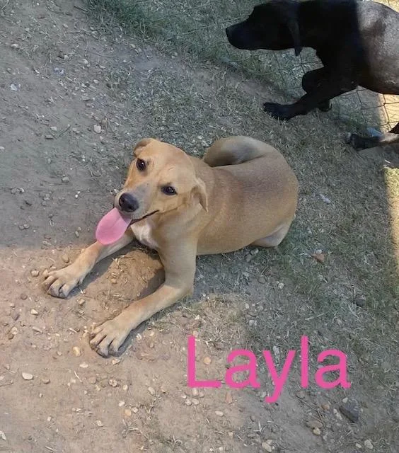 A baby medium-sized female Labrador Retriever dog named Layla for adoption in Zimmerman, MN