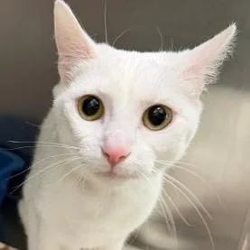 A young medium-sized female Domestic Short Hair cat named Swan for adoption in Cumming, GA