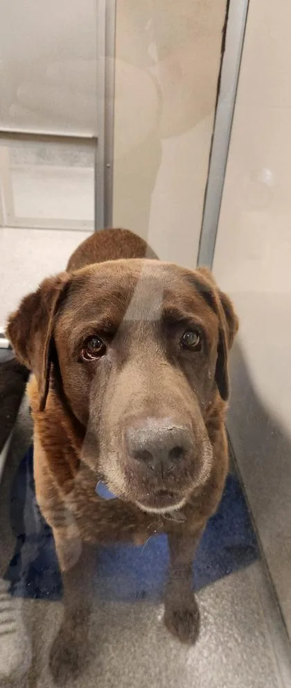 A senior large-sized male Labrador Retriever dog named Yogi for adoption in Bellevue, WA