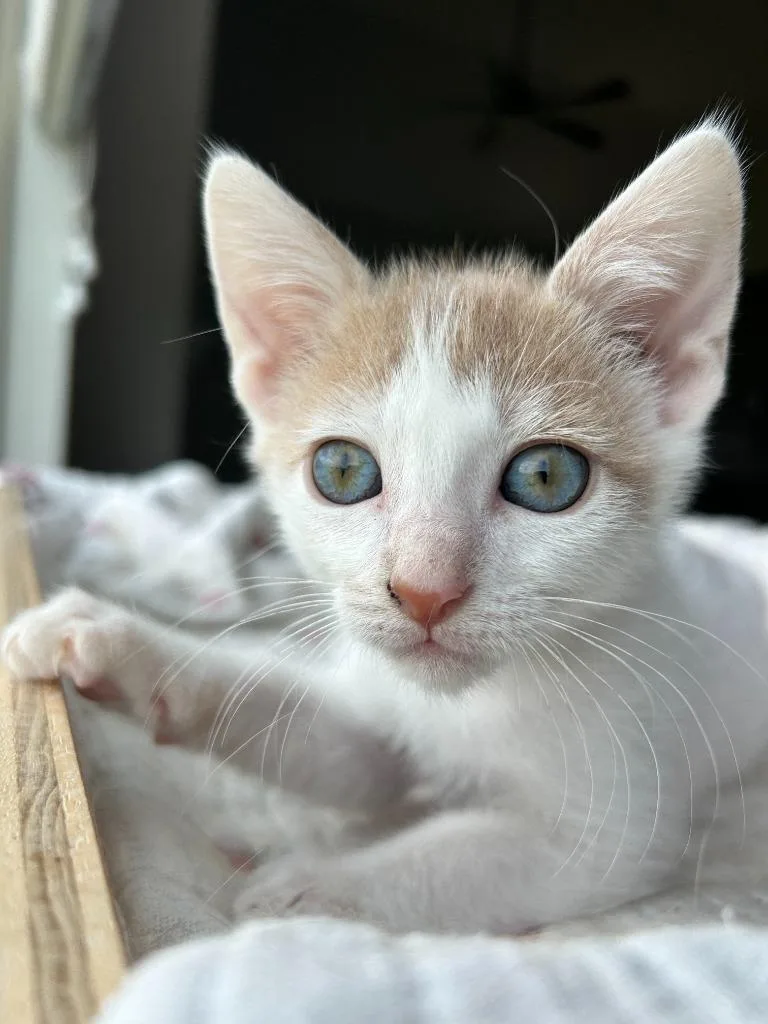 A baby small-sized male Domestic Short Hair cat named Pickles for adoption in Lewisville, TX