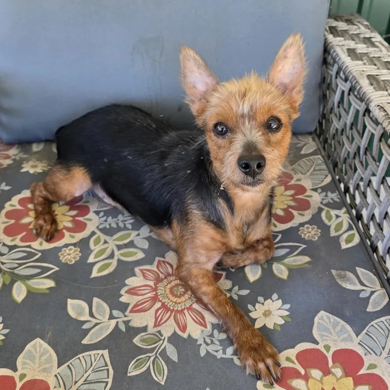 A young small-sized male Bicolor Yorkshire Terrier dog named Bentley for adoption in Charlotte, NC