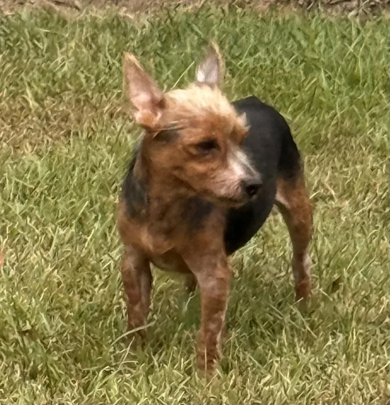Bentley thumbnail 4