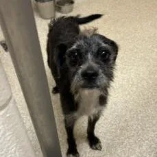 An adult medium-sized female Terrier dog named Nora for adoption in Westland, MI
