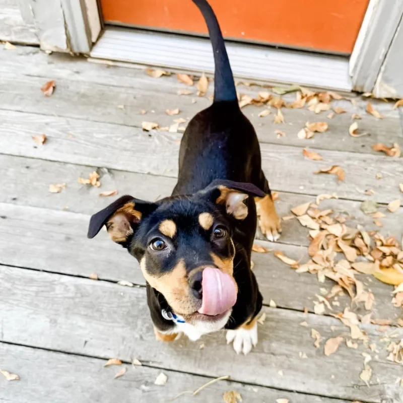 Otis