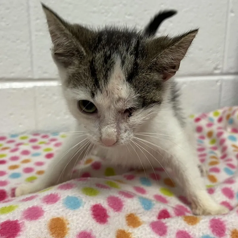 A baby small-sized male Black Domestic Short Hair cat named Milk for adoption in Spruce Pine, NC
