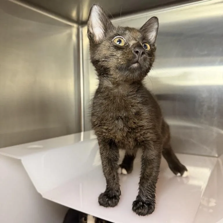 A baby small-sized male Domestic Short Hair cat named Douko for adoption in Los Angeles, CA