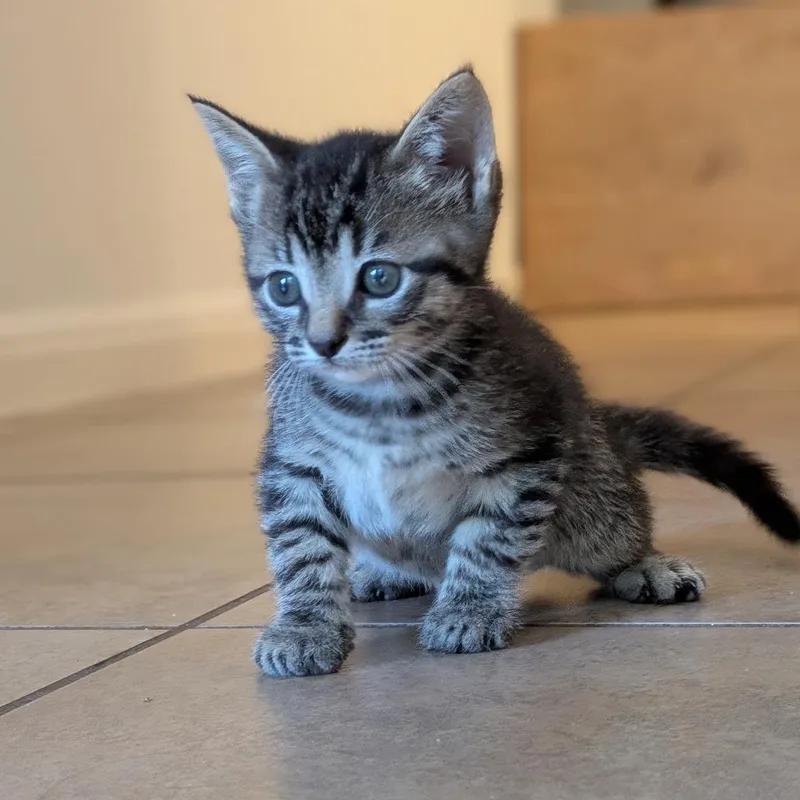 A baby small-sized male Brown / Chocolate Domestic Short Hair cat named Cinnabon for adoption in Austin, TX