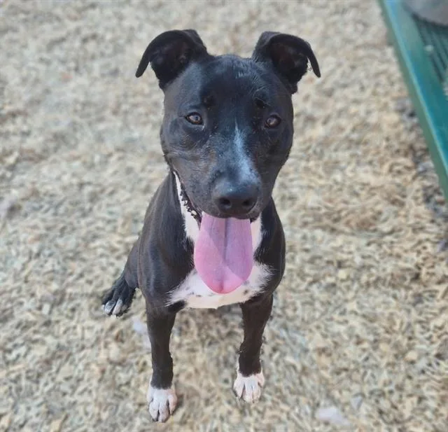 A young medium-sized male Pit Bull Terrier dog named Rex for adoption in Albuquerque, NM