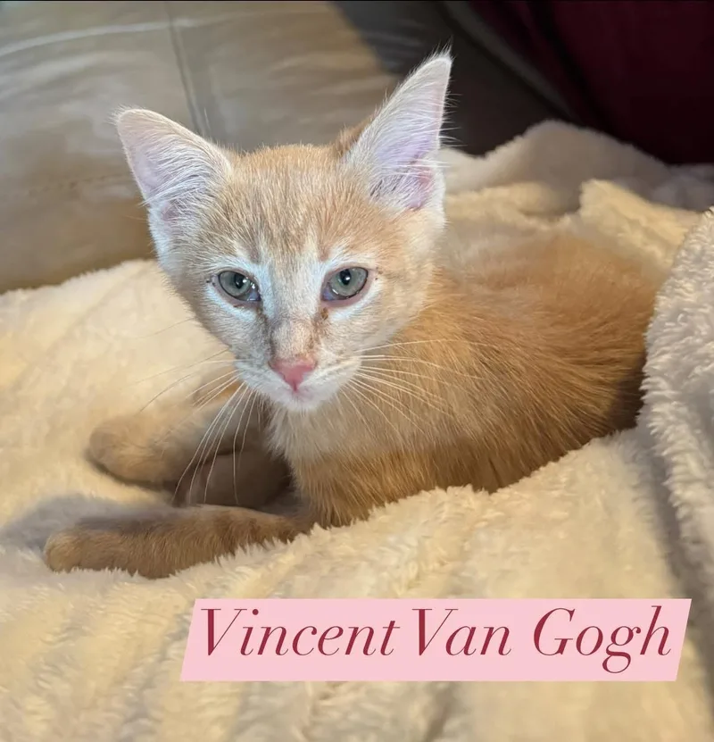 A baby medium-sized male Buff / Tan / Fawn Domestic Short Hair cat named Vincent Van Gogh for adoption in Houston, TX