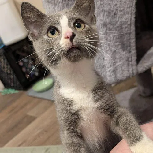 A baby small-sized male Domestic Short Hair cat named Lonas for adoption in Knoxville, TN