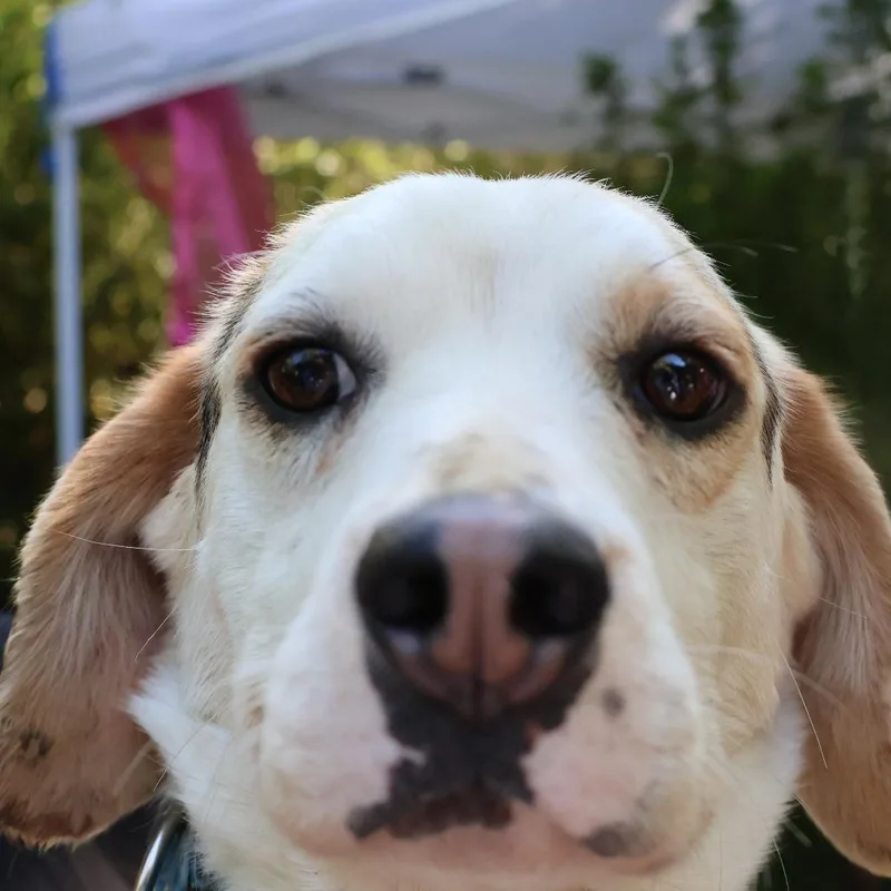 Bugsy thumbnail 3