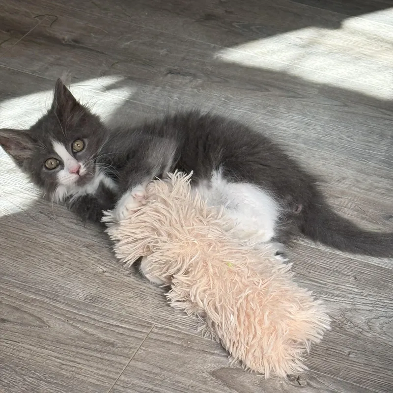 A baby small-sized female Domestic Long Hair cat named Puff for adoption in Johnson City, TN