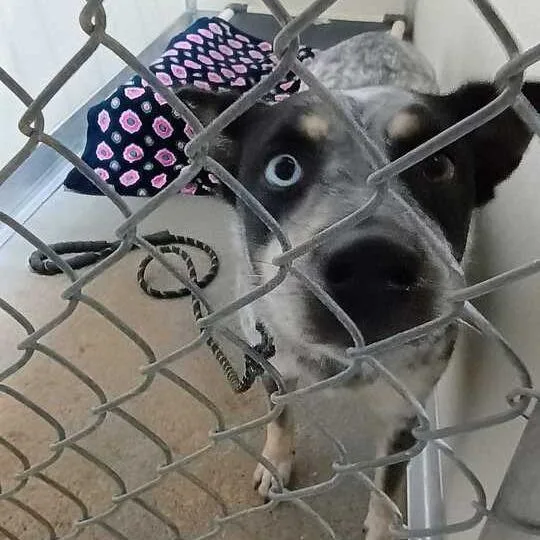 An adult medium-sized female White / Cream Mixed Breed dog named Silver for adoption in Davenport, IA