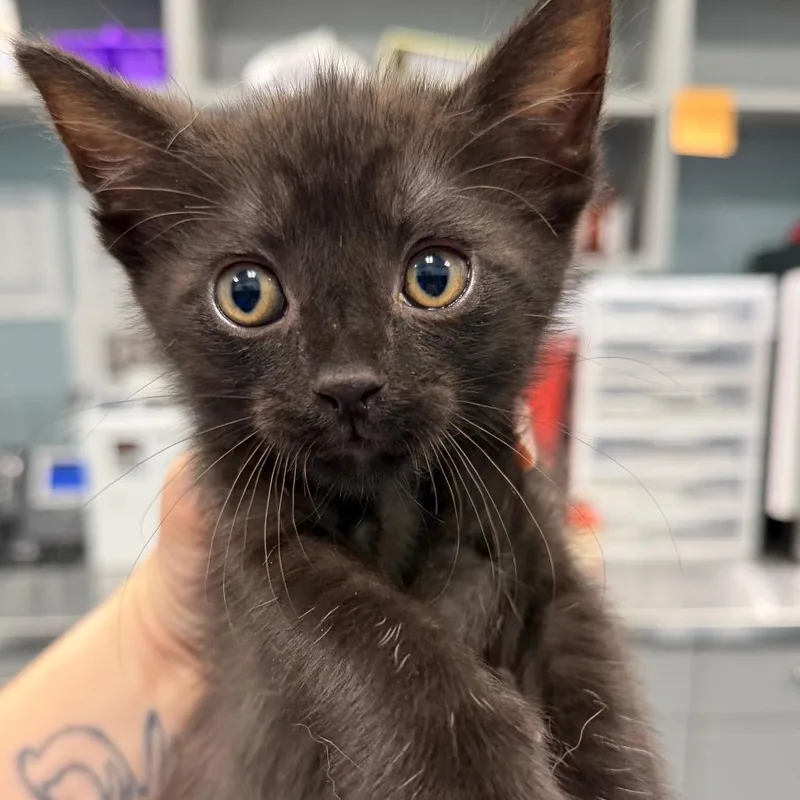 A baby small-sized female Black Domestic Short Hair cat named Linny the Guinea Pig for adoption in Greensboro, NC