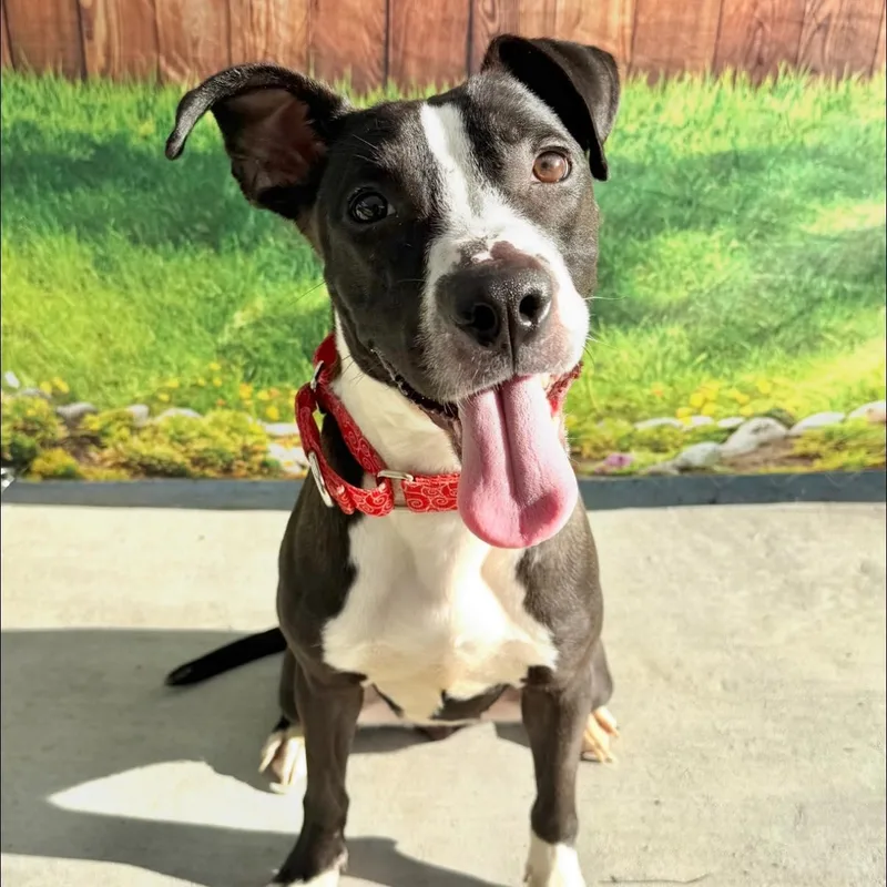 A baby medium-sized female Black Mixed Breed dog named Tamale for adoption in Warren, OH