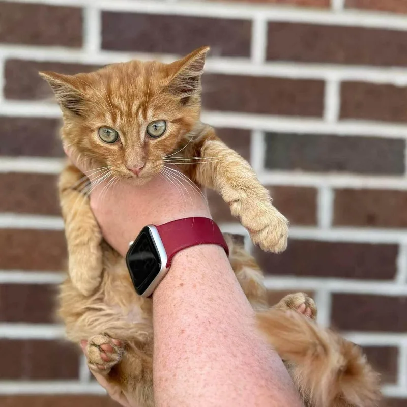 A baby small-sized male Orange / Red Domestic Long Hair cat named Crush for adoption in Alexandria, VA