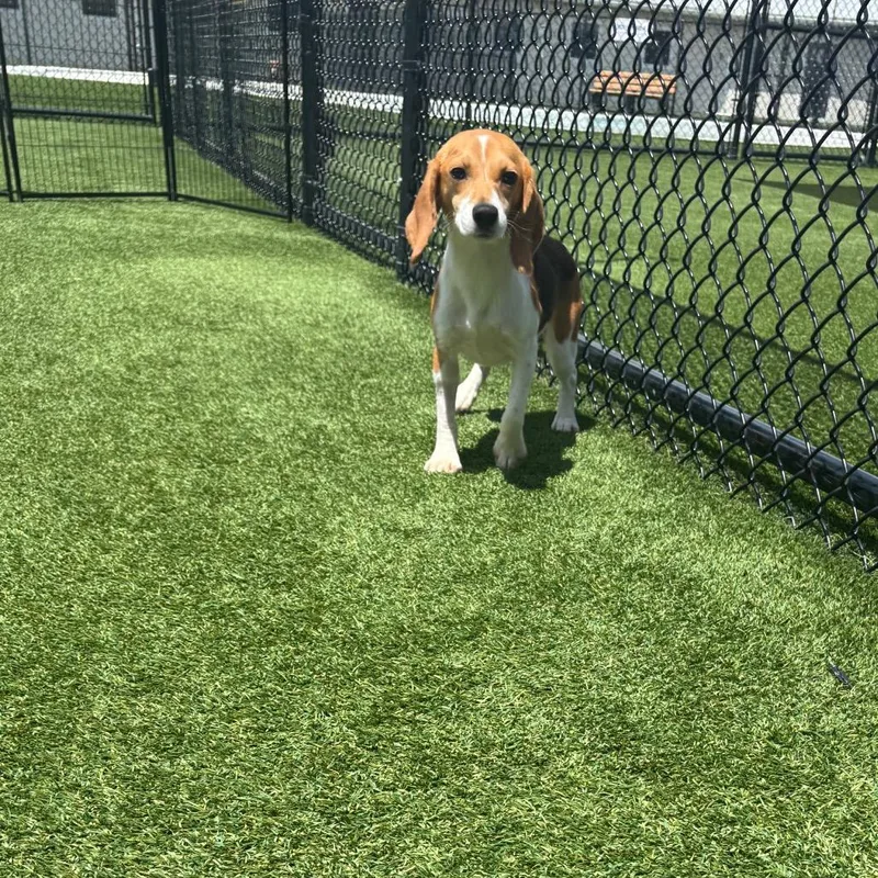 A young small-sized female Brown / Chocolate Beagle dog named Bernice for adoption in LOXAHATCHEE, FL