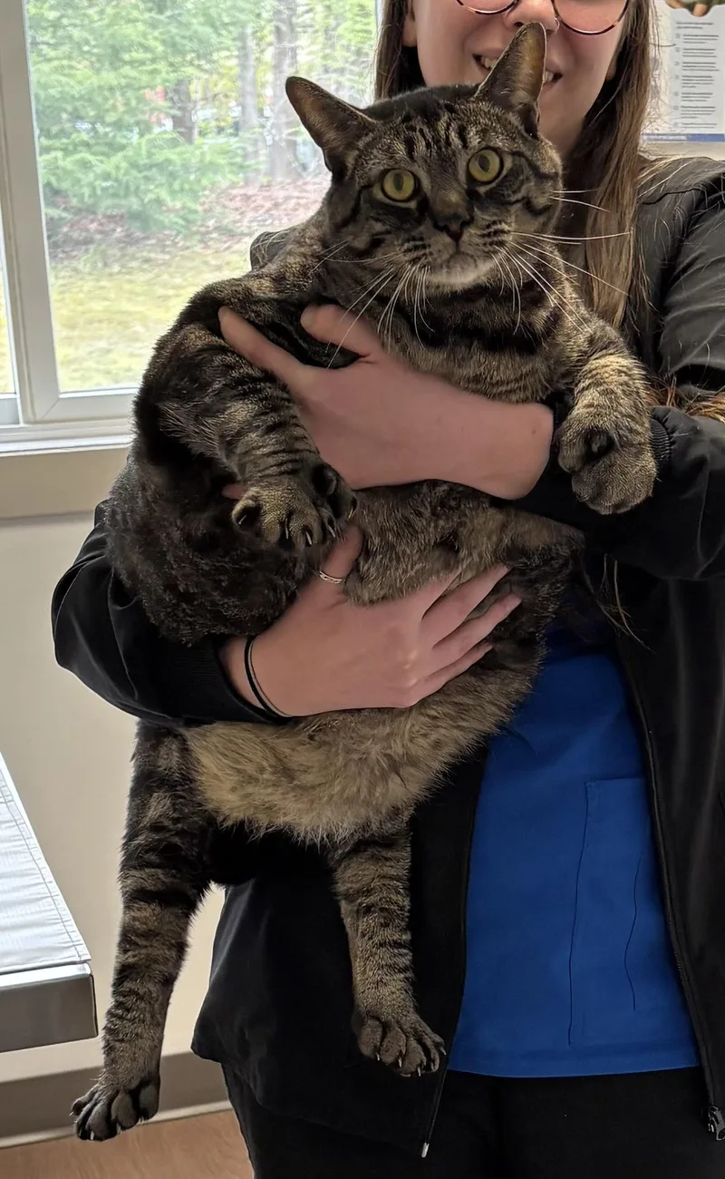 An adult extra large-sized male Brown / Chocolate Domestic Short Hair cat named Stellar for adoption in Mansfield, CT