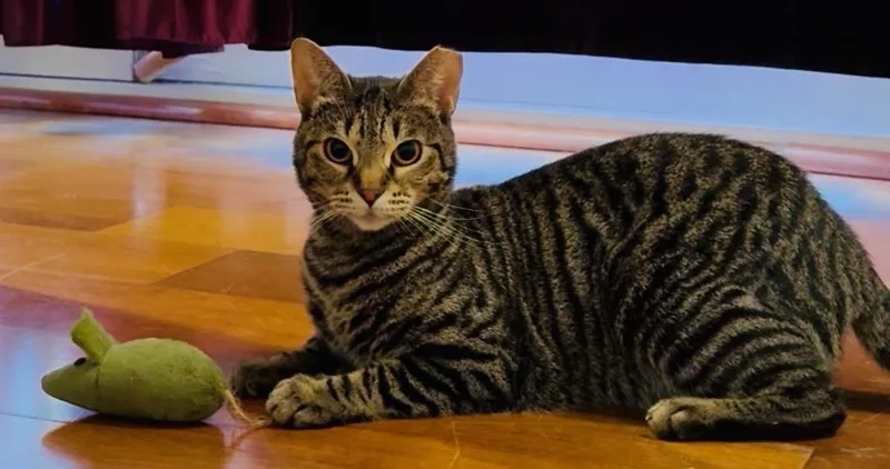 Kassandra thumbnail 2