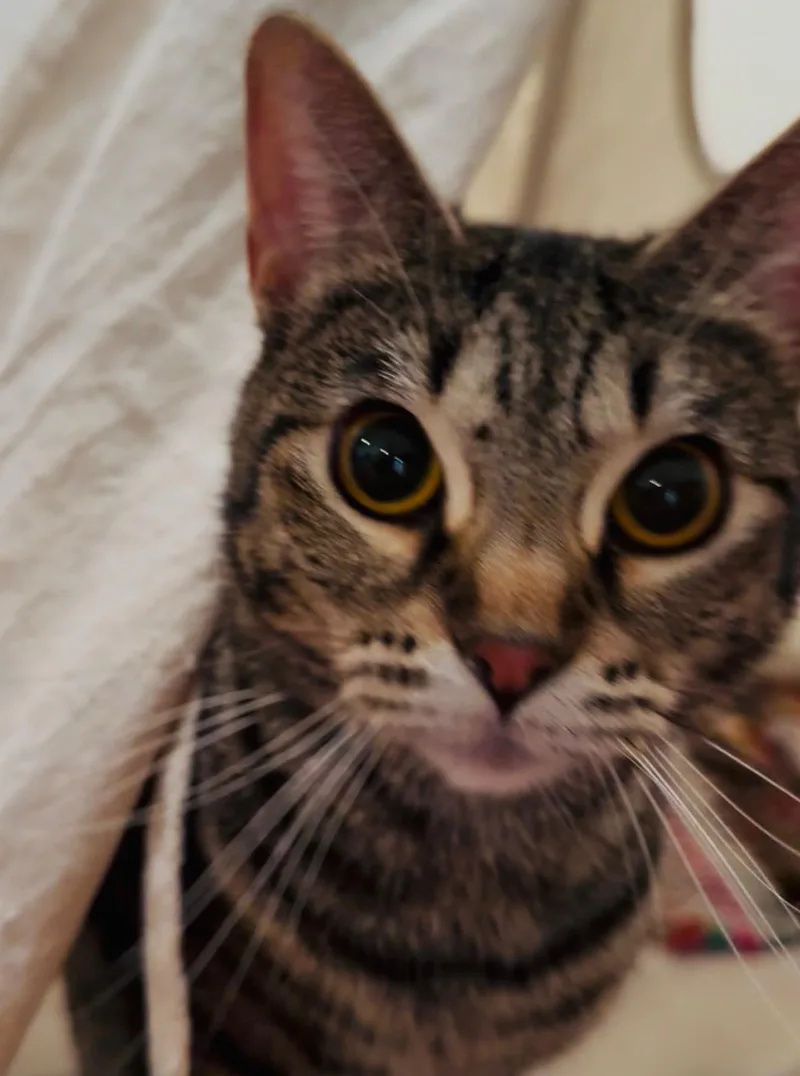 Kassandra thumbnail 3