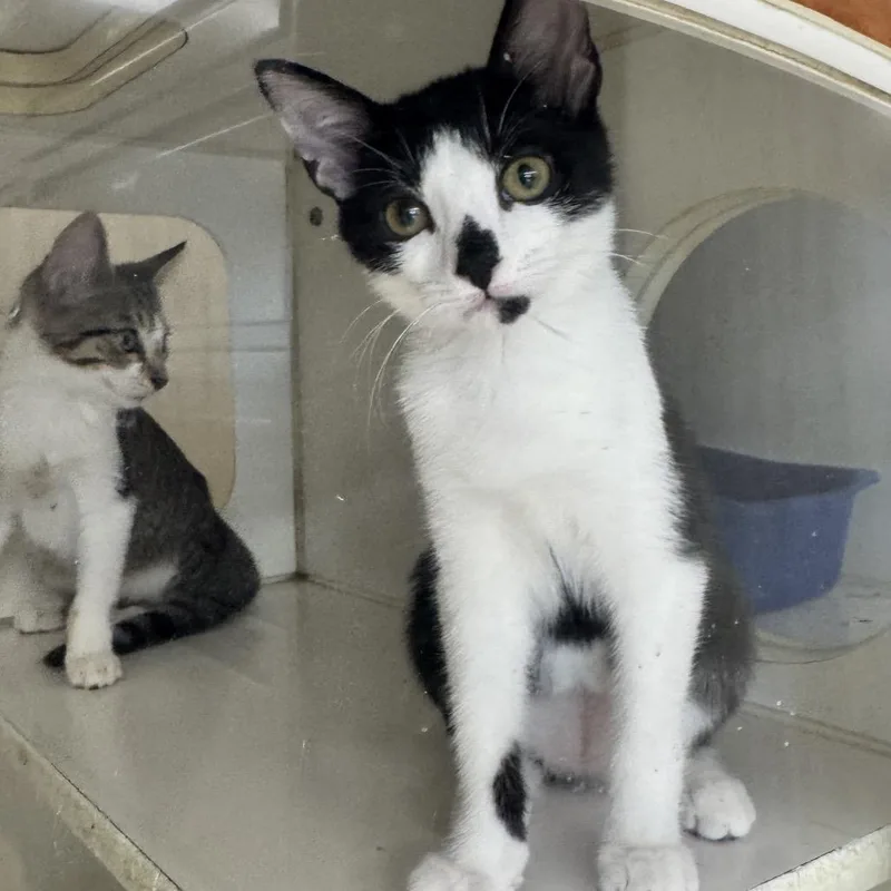 A young small-sized male Domestic Short Hair cat named Abram for adoption in Breese, IL