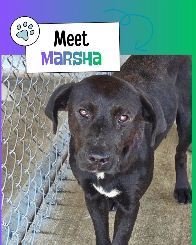 Marsha