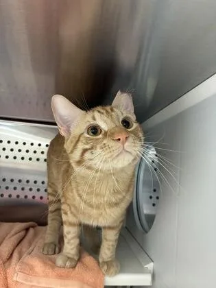 A young large-sized male Orange / Red Domestic Short Hair cat named Hexagon for adoption in Kansas City, MO