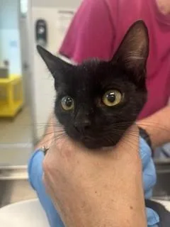 A baby small-sized female Domestic Short Hair cat named Lilly for adoption in Haw River, NC