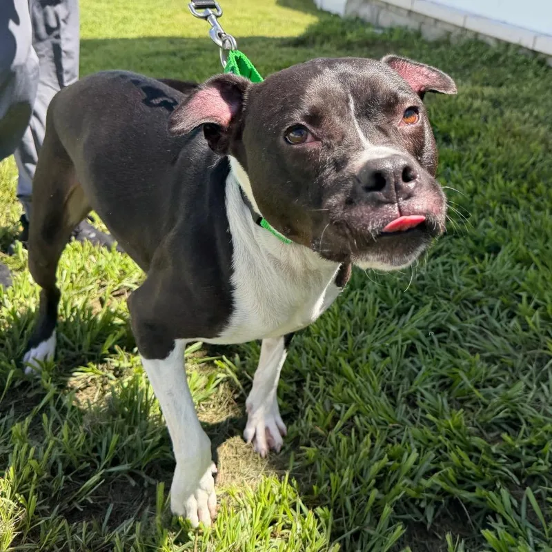 An adult medium-sized male Black Terrier dog named Maverick for adoption in Tampa, FL