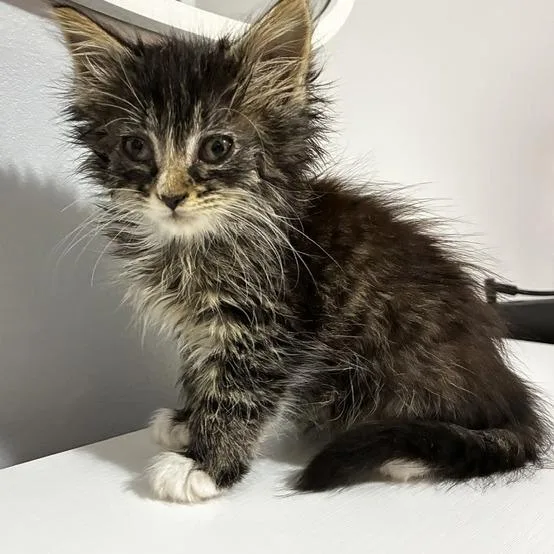 A baby small-sized female Gray / Blue / Silver Domestic Long Hair cat named Sproofy for adoption in Fredericksburg, VA