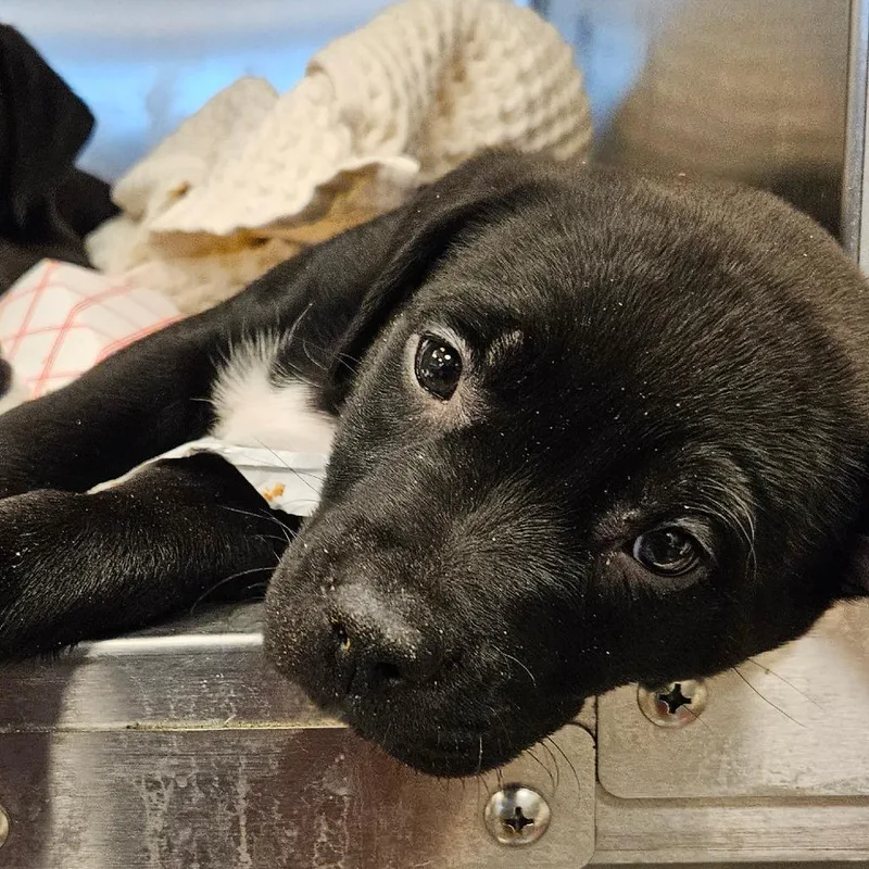 An adult large-sized female Black Mixed Breed dog named Willow for adoption in Bentonville, AR