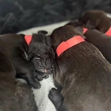 Willow thumbnail 2
