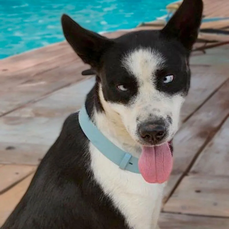 An adult medium-sized male Cattle Dog dog named Archie for adoption in Kingman, AZ