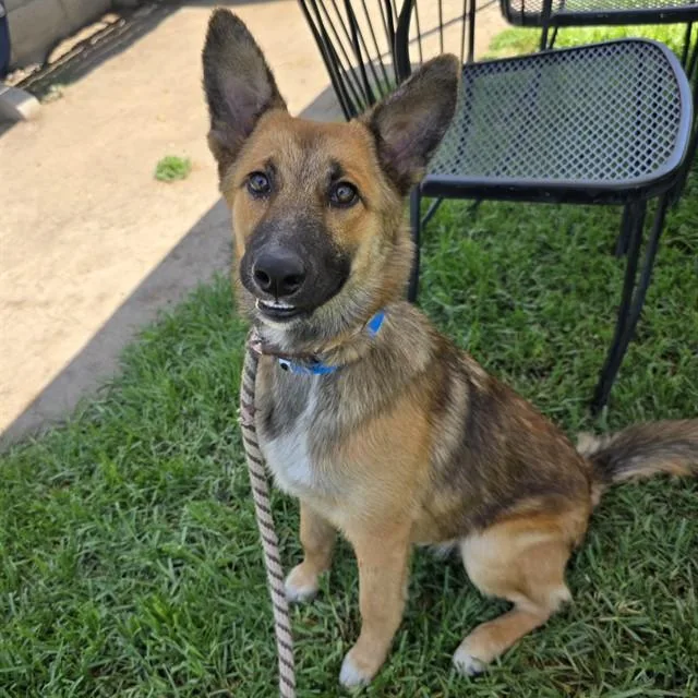 A young small-sized male German Shepherd Dog dog named Bradson for adoption in Long Beach, CA