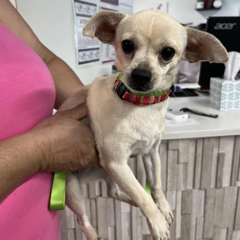 A young small-sized female White / Cream Chihuahua dog named Chica for adoption in Tampa, FL