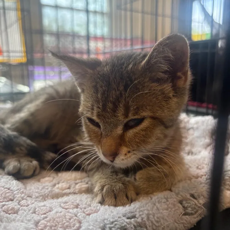 A baby small-sized female Buff / Tan / Fawn Domestic Short Hair cat named Daffodil for adoption in Huntington, WV