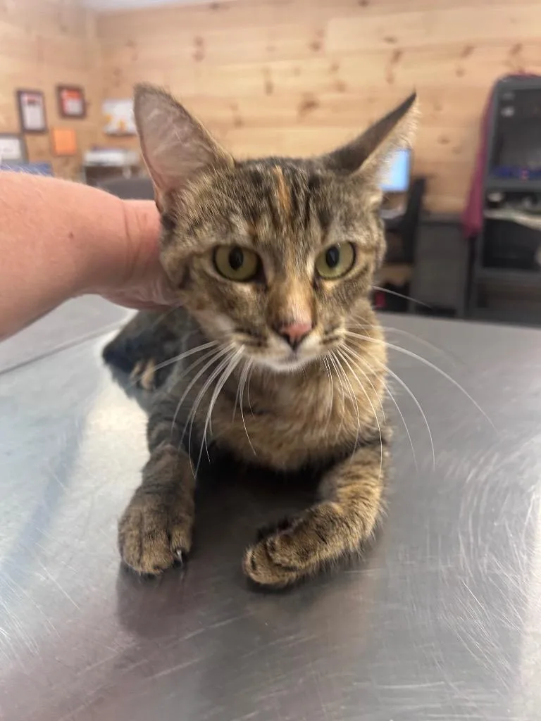 A young medium-sized female Domestic Short Hair cat named Avery for adoption in Cumming, GA