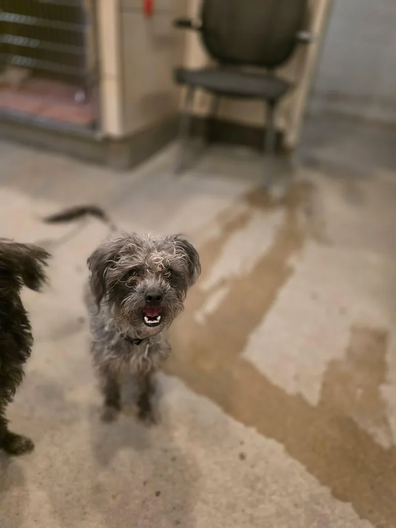 A young small-sized female Gray / Blue / Silver Havanese dog named Dainty for adoption in Phoenix, AZ