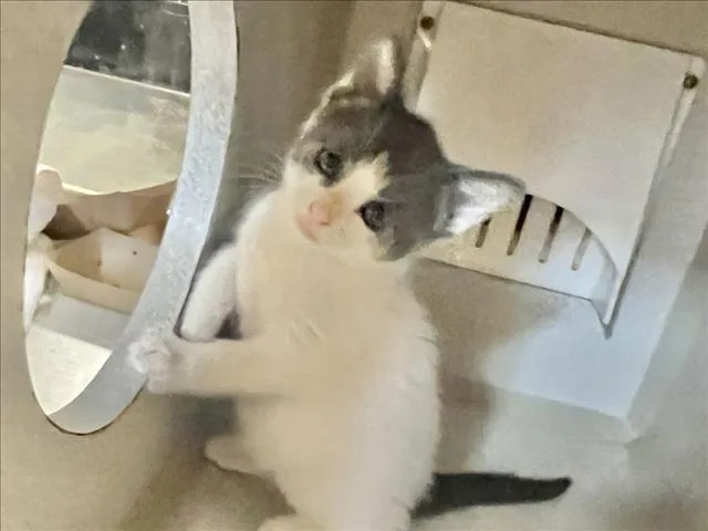 A baby small-sized female Domestic Short Hair cat named Lewis for adoption in Chapel Hill, NC