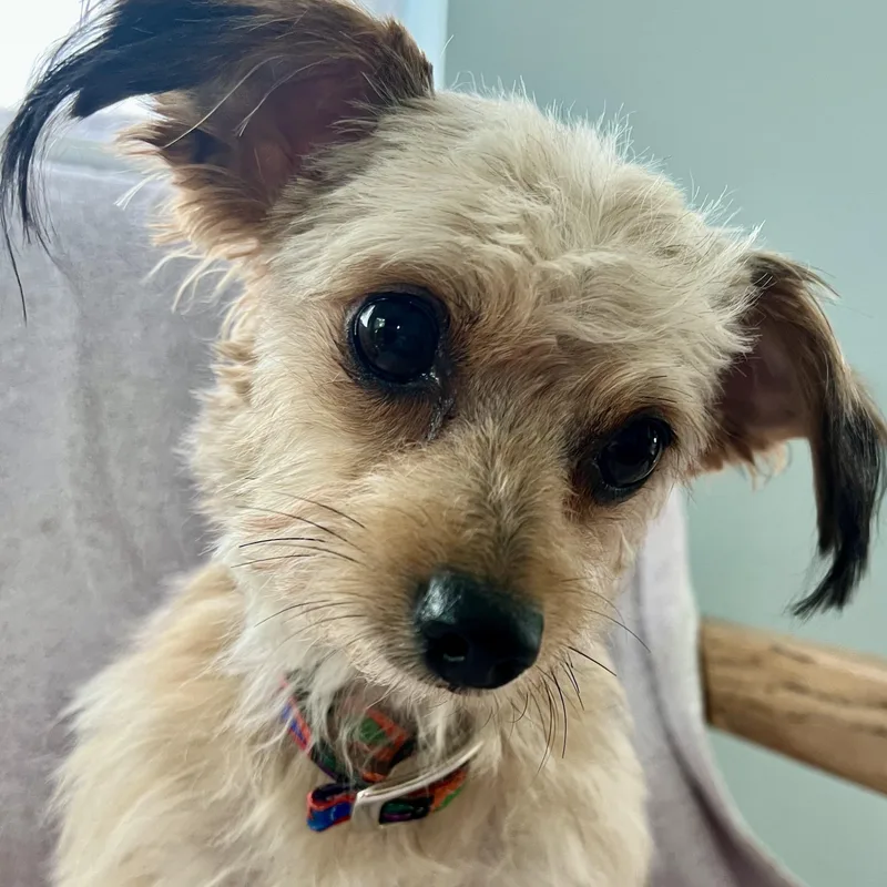An adult small-sized female Mixed Breed dog named Peep for adoption in Llano, TX
