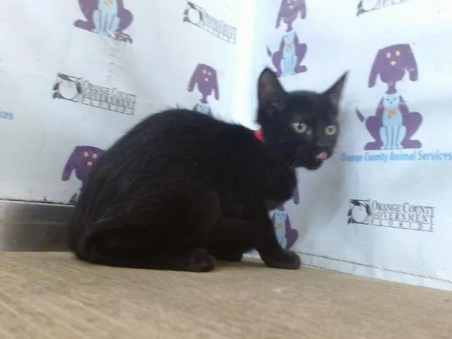 A baby small-sized female Domestic Short Hair cat named Maple for adoption in Orlando, FL