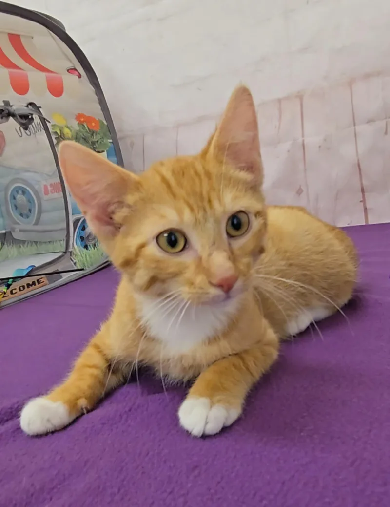 A baby medium-sized male Orange & White Domestic Short Hair cat named Frito for adoption in Red Wing, MN