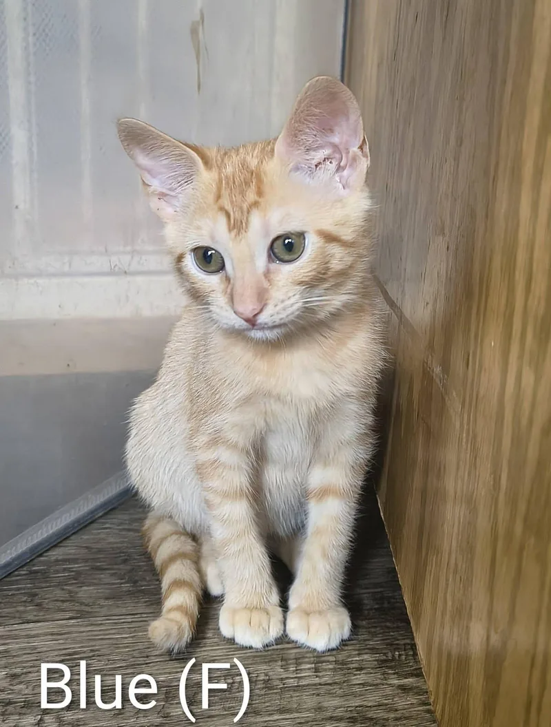 A young medium-sized female Orange & White Tabby cat named Blue for adoption in Saugerties, NY