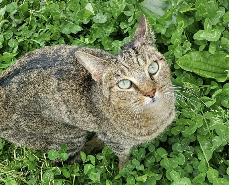 A young medium-sized female Domestic Short Hair cat named Clove  years female for adoption in Sterling, MA