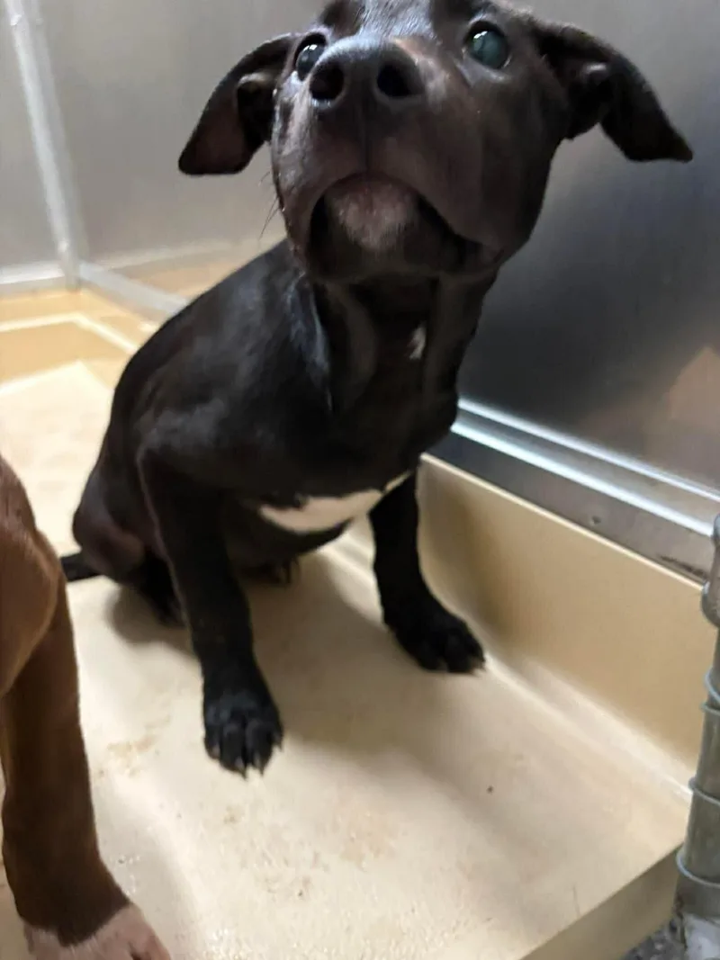 A young medium-sized female Black Pit Bull Terrier dog named Midnight for adoption in Burgaw, NC