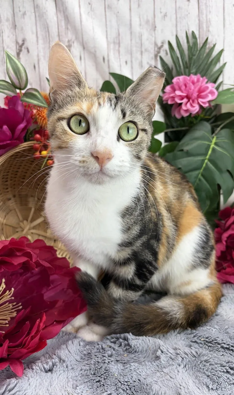 Cleo thumbnail 3