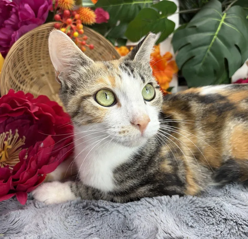 Cleo thumbnail 4