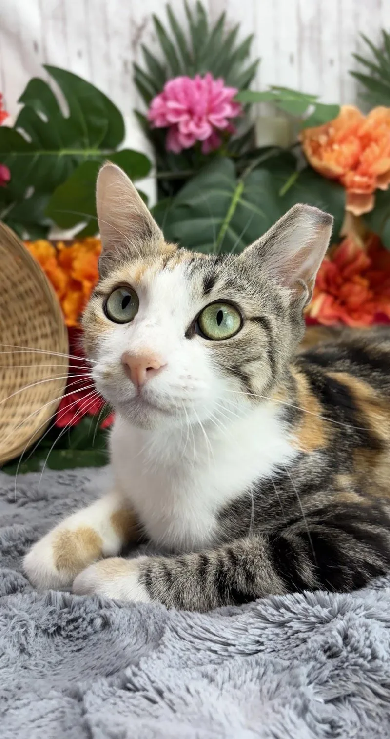 Cleo thumbnail 5